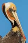 Brown pelican Art Print